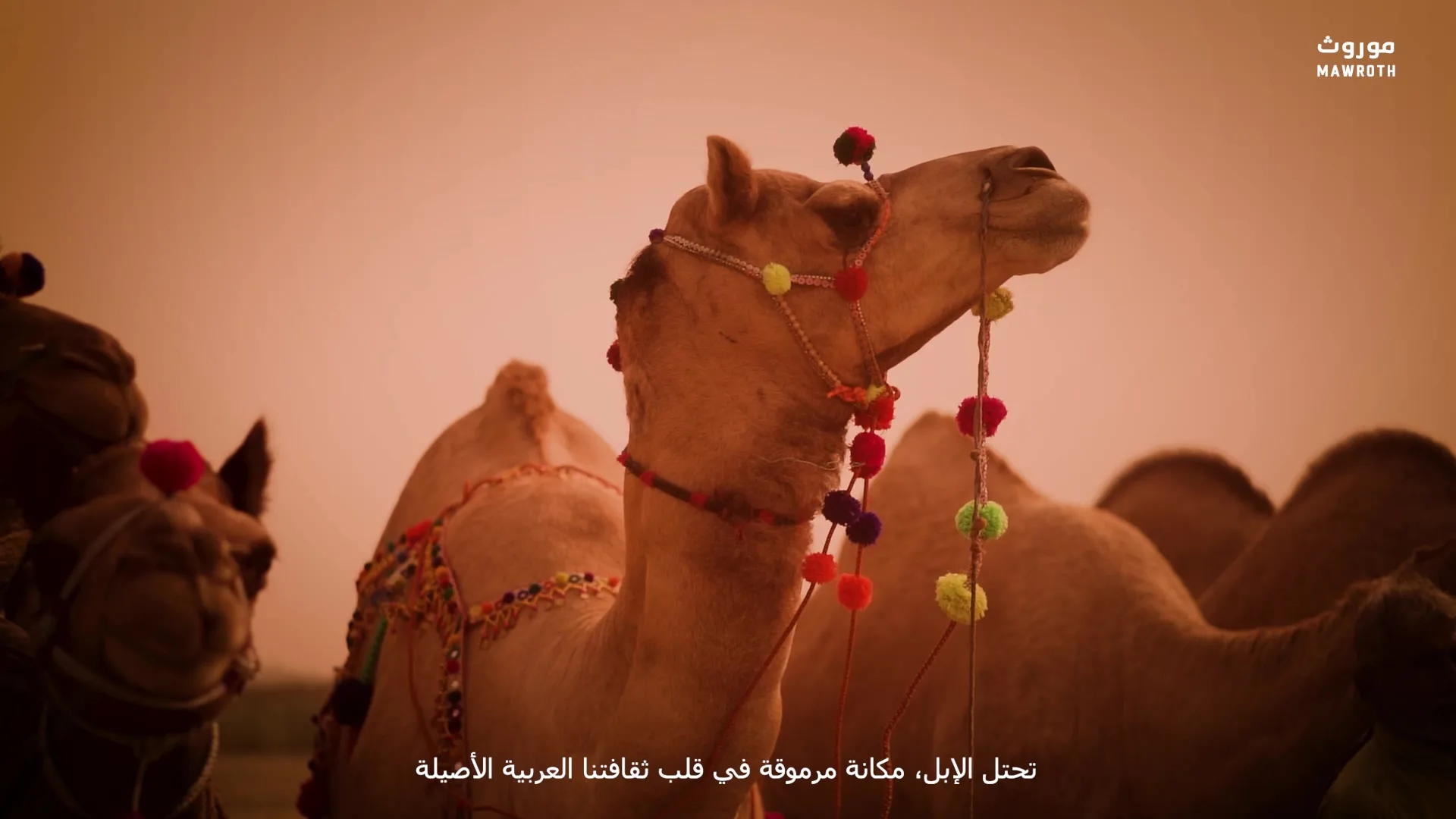Decorated Arabian camels adorned with colourful pom-poms in golden desert haze, Year of the Camel 2024