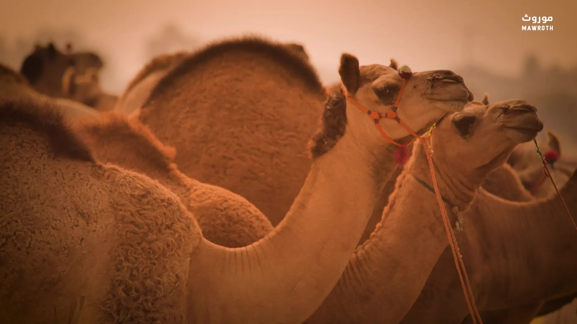 Herd of Arabian camels with traditional halters, packed tightly in amber desert light