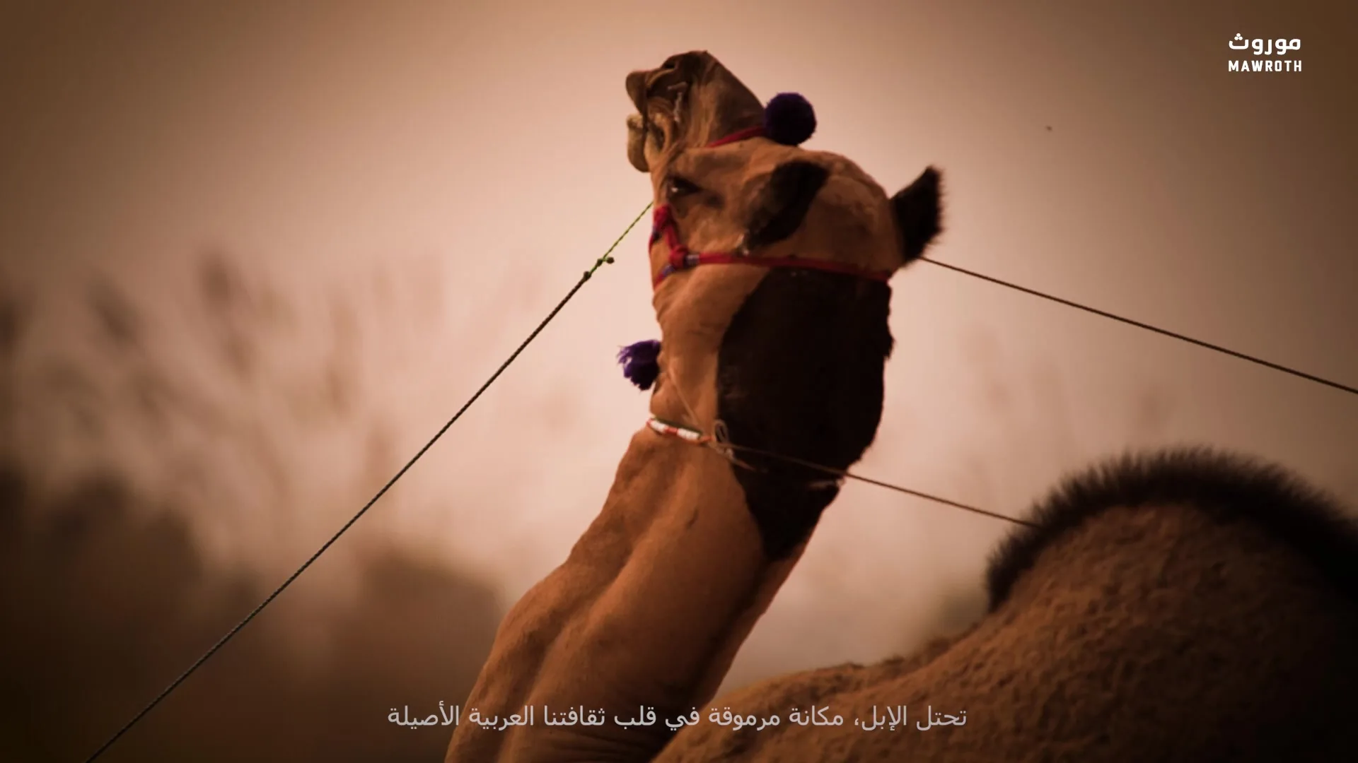 Single camel with red halter and pom-pom ornament, neck stretched upward against misty ochre sky