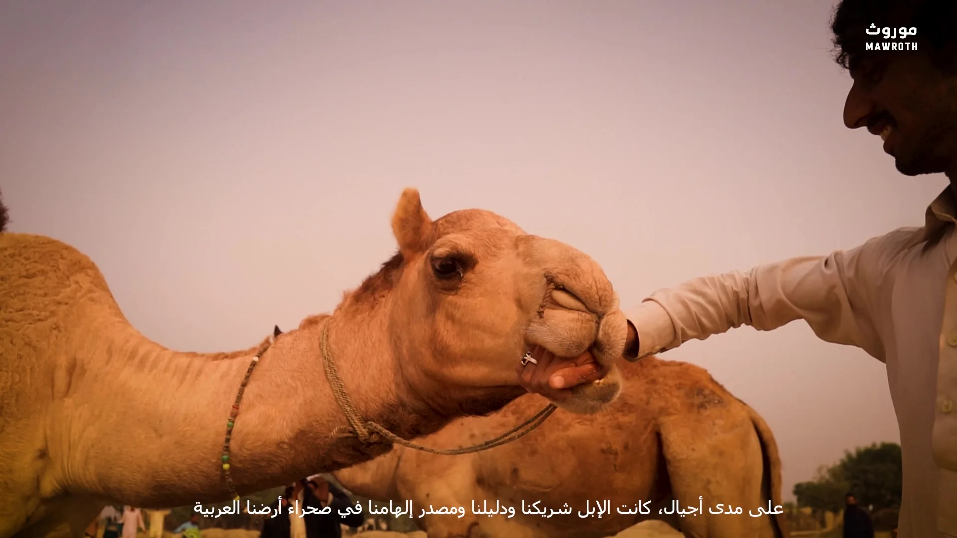 Camel nuzzling the hand of its keeper at a desert gathering, human-animal bond on display