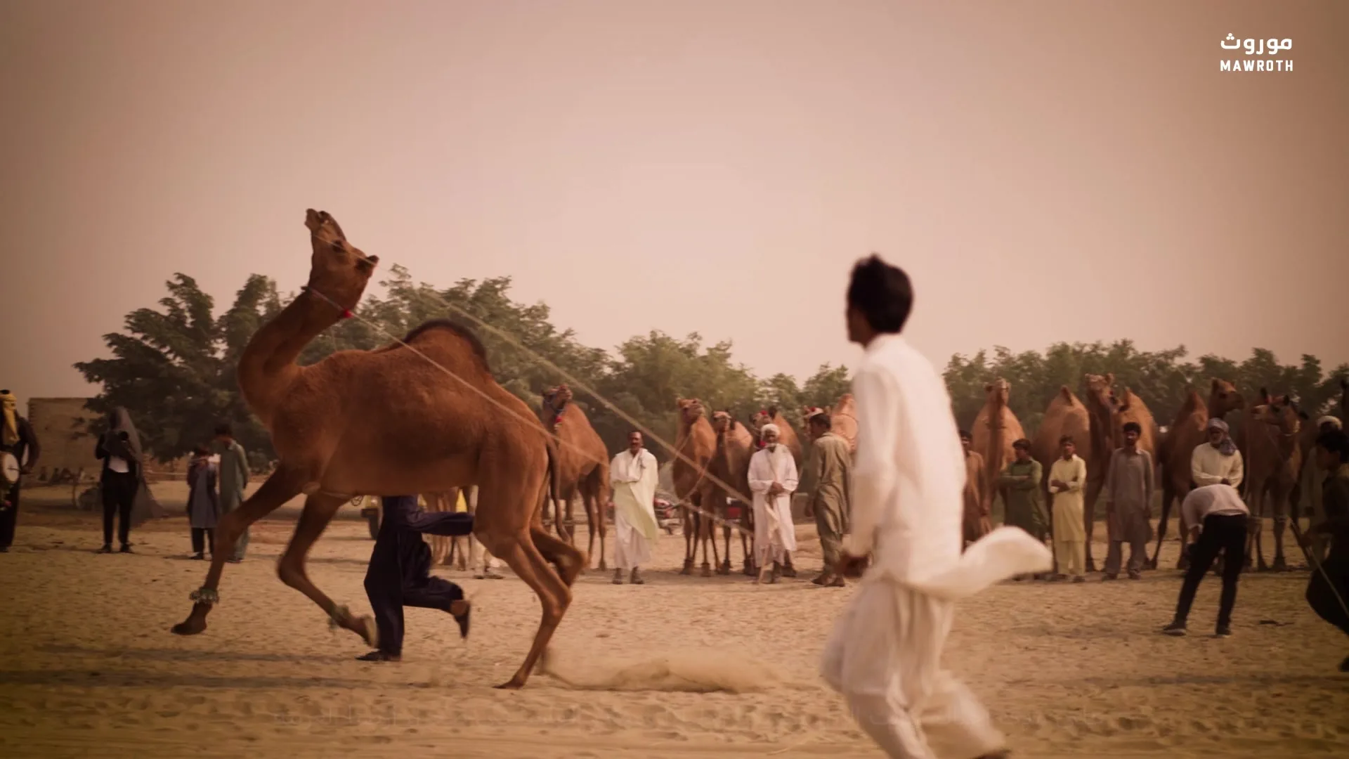 Lively camel market scene with handlers and a young camel being led through the crowd