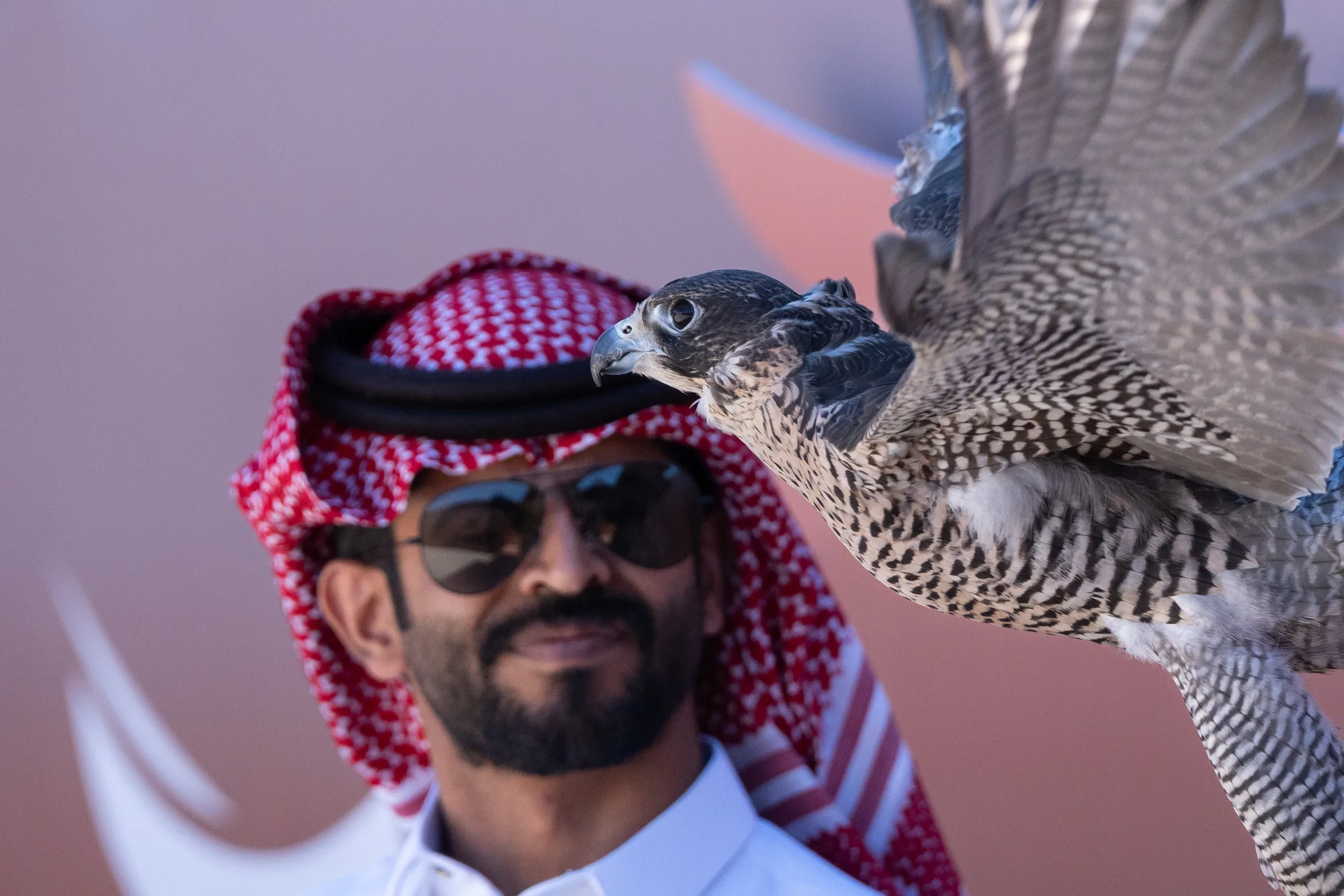 Falcon with wings spread lunging toward its handler against a warm desert backdrop at the competition