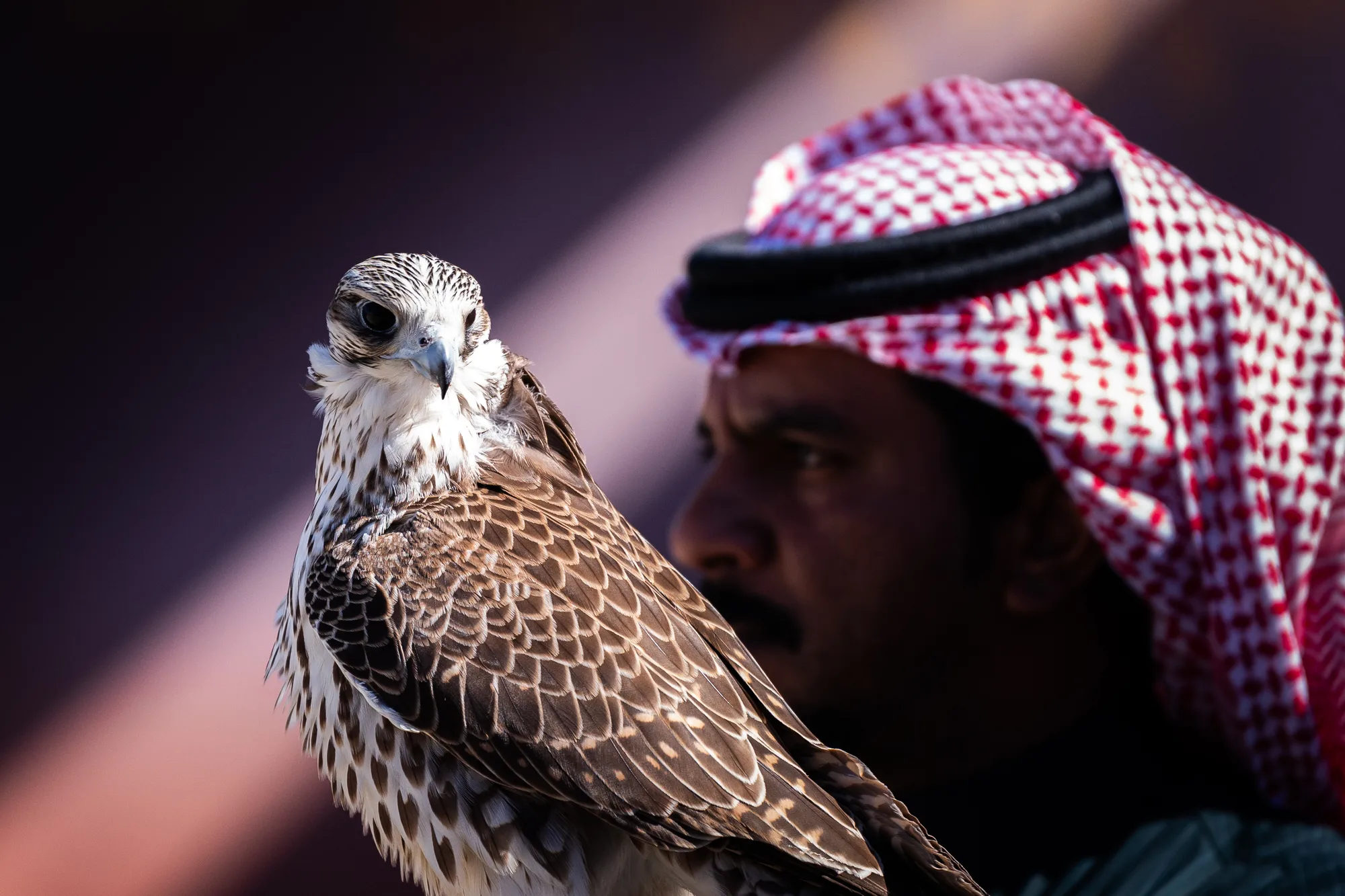 Close portrait of a Peregrine falcon perched on a gloved fist, handler in soft focus behind warm bokeh