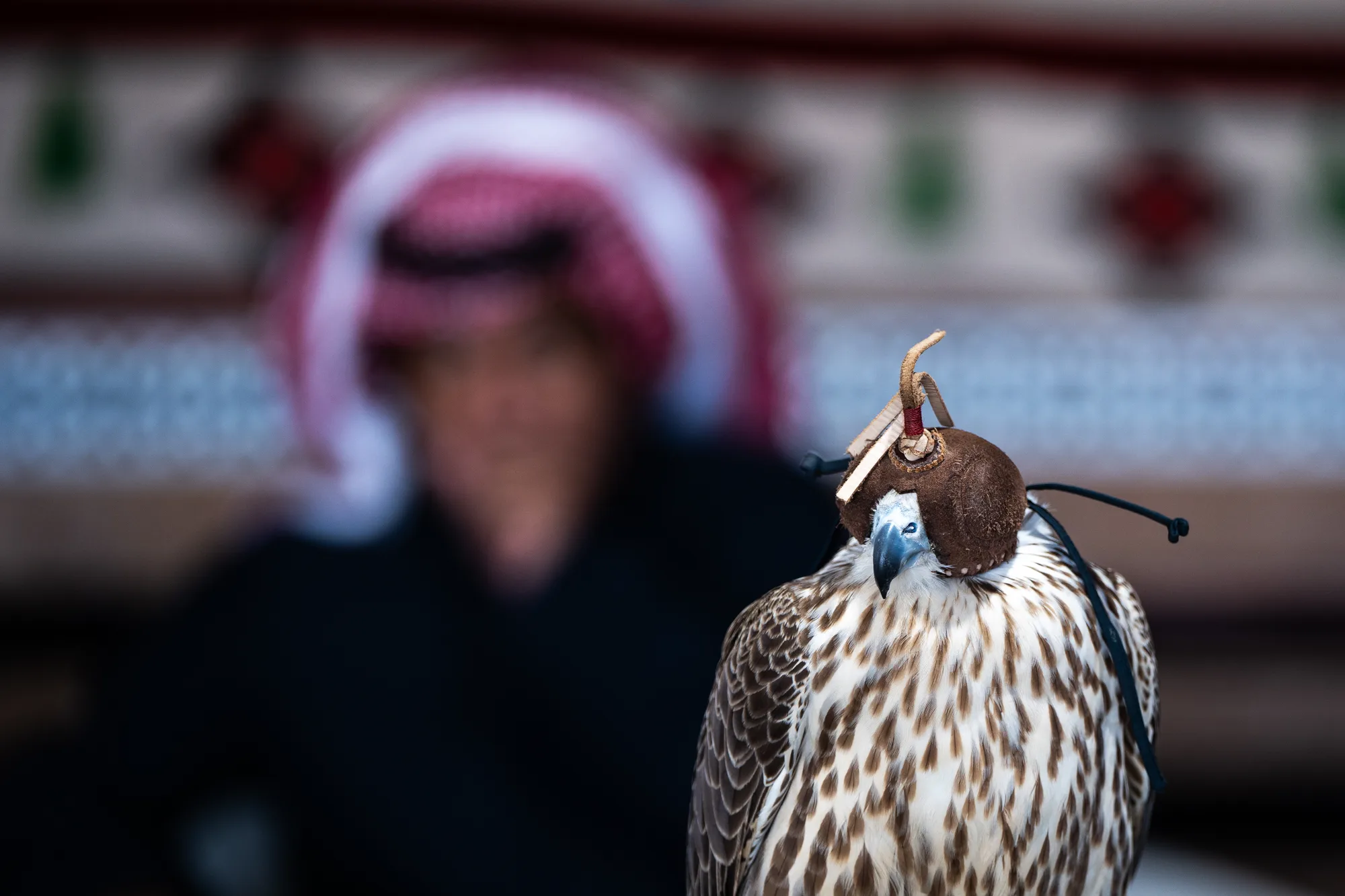 Close-up of a hooded Saker falcon perched at the event venue with heritage textile in the background