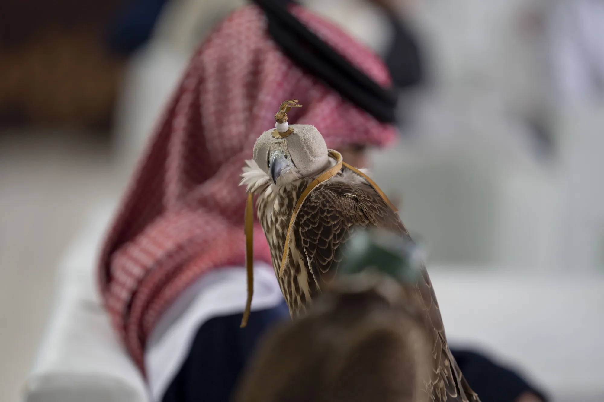 Hooded competition falcon in sharp focus on a handler's fist, traditional falconry hood detail